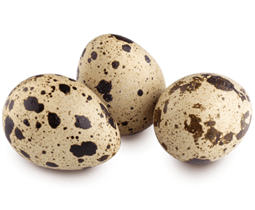 Перипелиные яйца без скорлупы:причины болезни - СуперСадовник