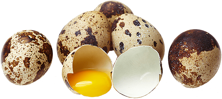 Купить инкубационные яйца перепела