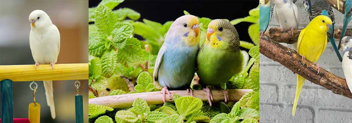 Почему самка попугая не прекращает откладывать яйца?