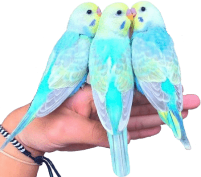 Если вы купили попугая: важные проблемы и советы