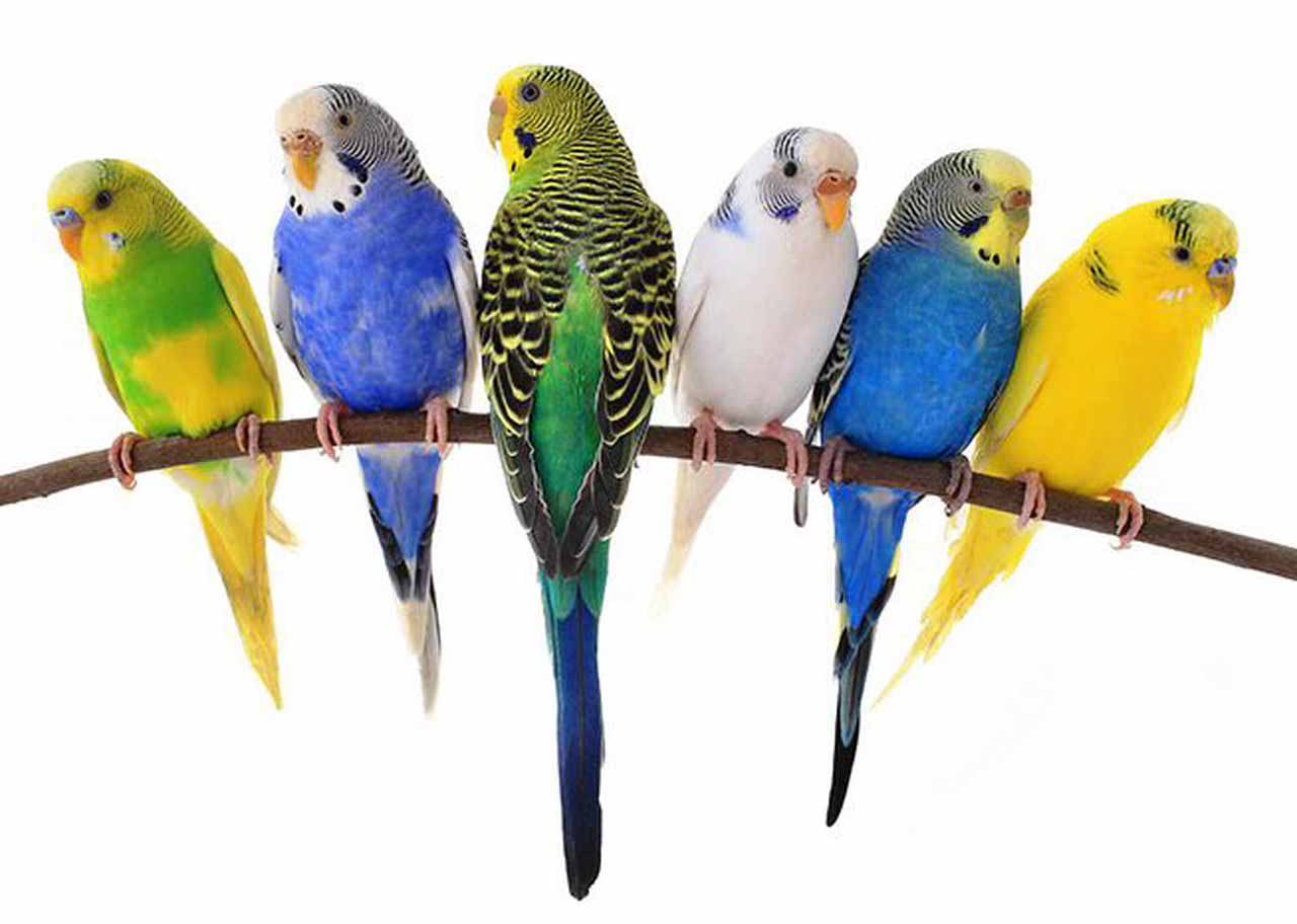 Самые нужные игрушки для попугаев
